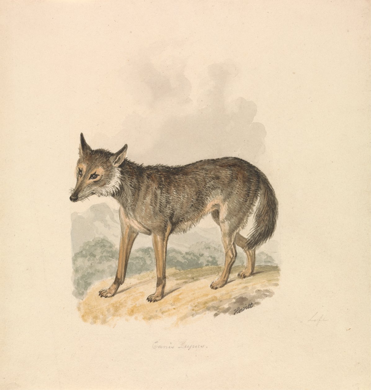 Canis Lupus, eller grå varg av Samuel Howitt
