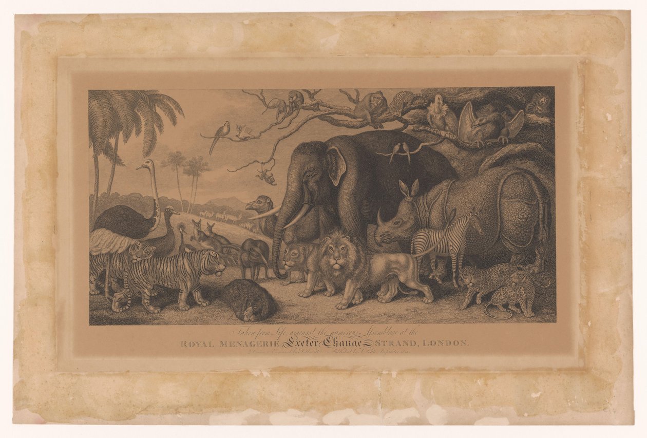 Exotiska djur från Royal Menagerie on the Strand, London Royal Menagerie, Exeter Change, Strand, London (titel på objekt) av Samuel Howitt