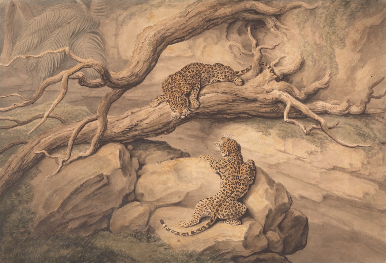 Leoparder som leker bland fallna träd och stenar av Samuel Howitt