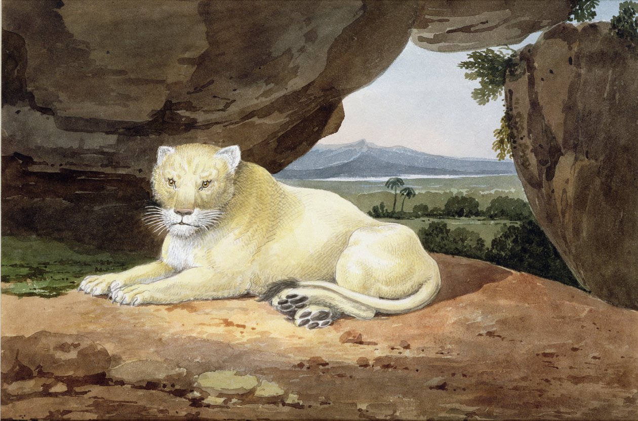 Lejoninna (se även 85758) av Samuel Howitt