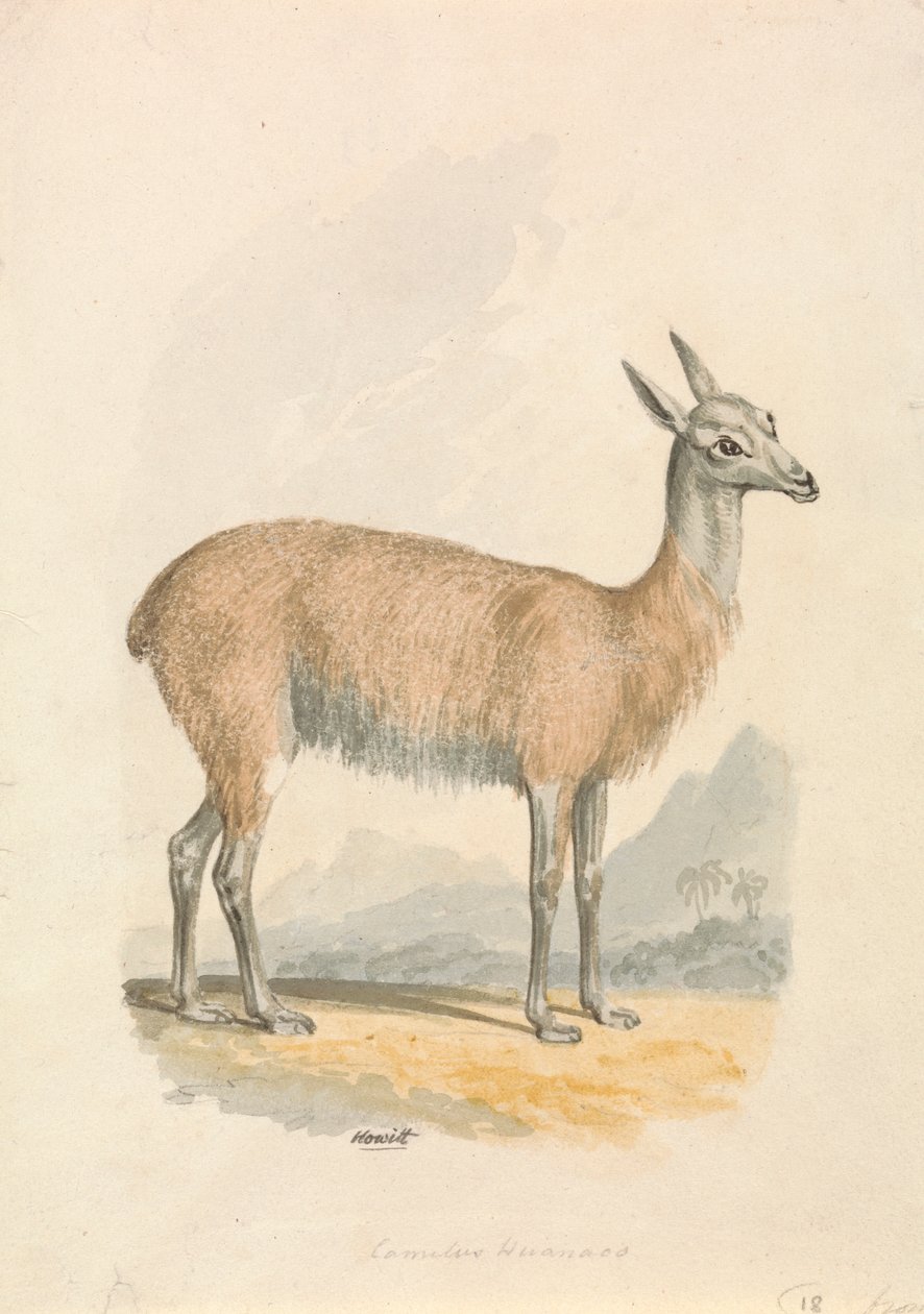 Lama av Samuel Howitt