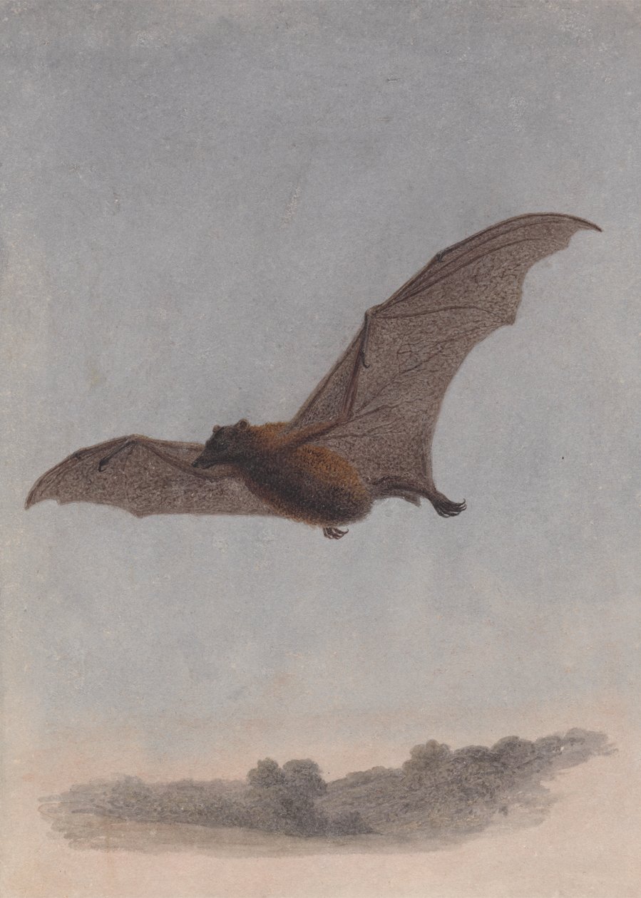 Studie av en vampyrfladdermus av Samuel Howitt