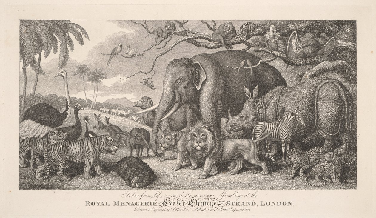 Tecknad efter livet, bland den talrika samlingen vid Kungliga menageriet, Exeter Exchange, Strand, London av Samuel Howitt