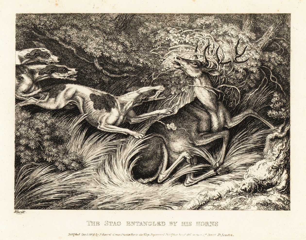 Tre hundar attackerar en hjort som fångas av dess horn. 1811 (etsning) av Samuel Howitt
