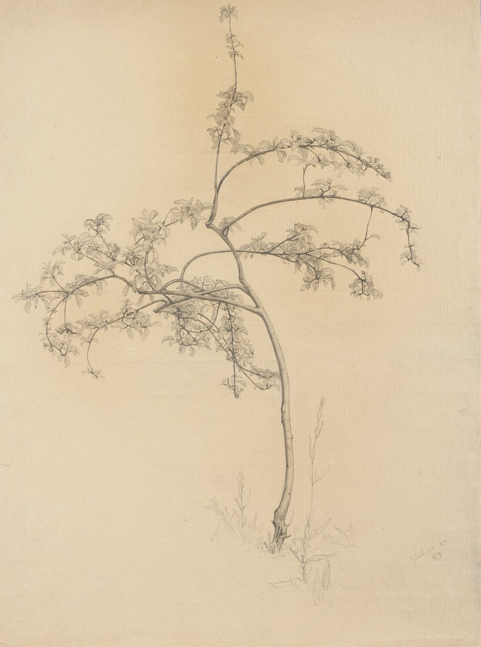 Blommande träd, 1884 (grafit på polerat papper) av Samuel Isham