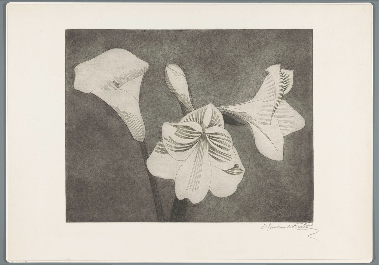 Amaryllis och arum av Samuel Jessurun de Mesquita (signed by artist)