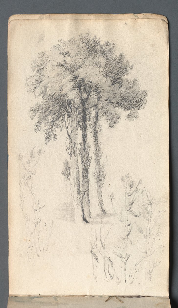 Skissbok: Trädstudie, 1814. av Samuel Prout