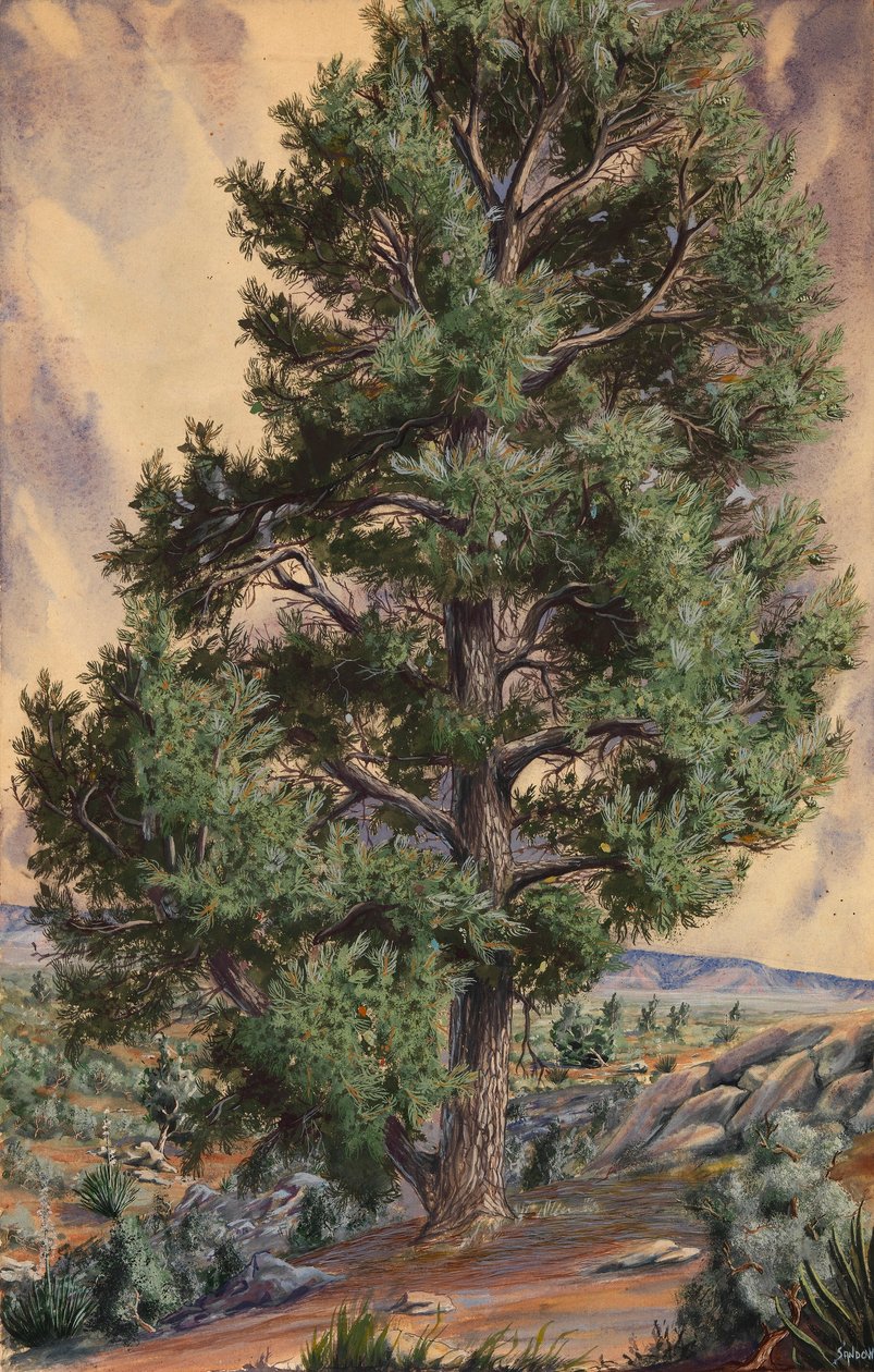 Tall av Sandow