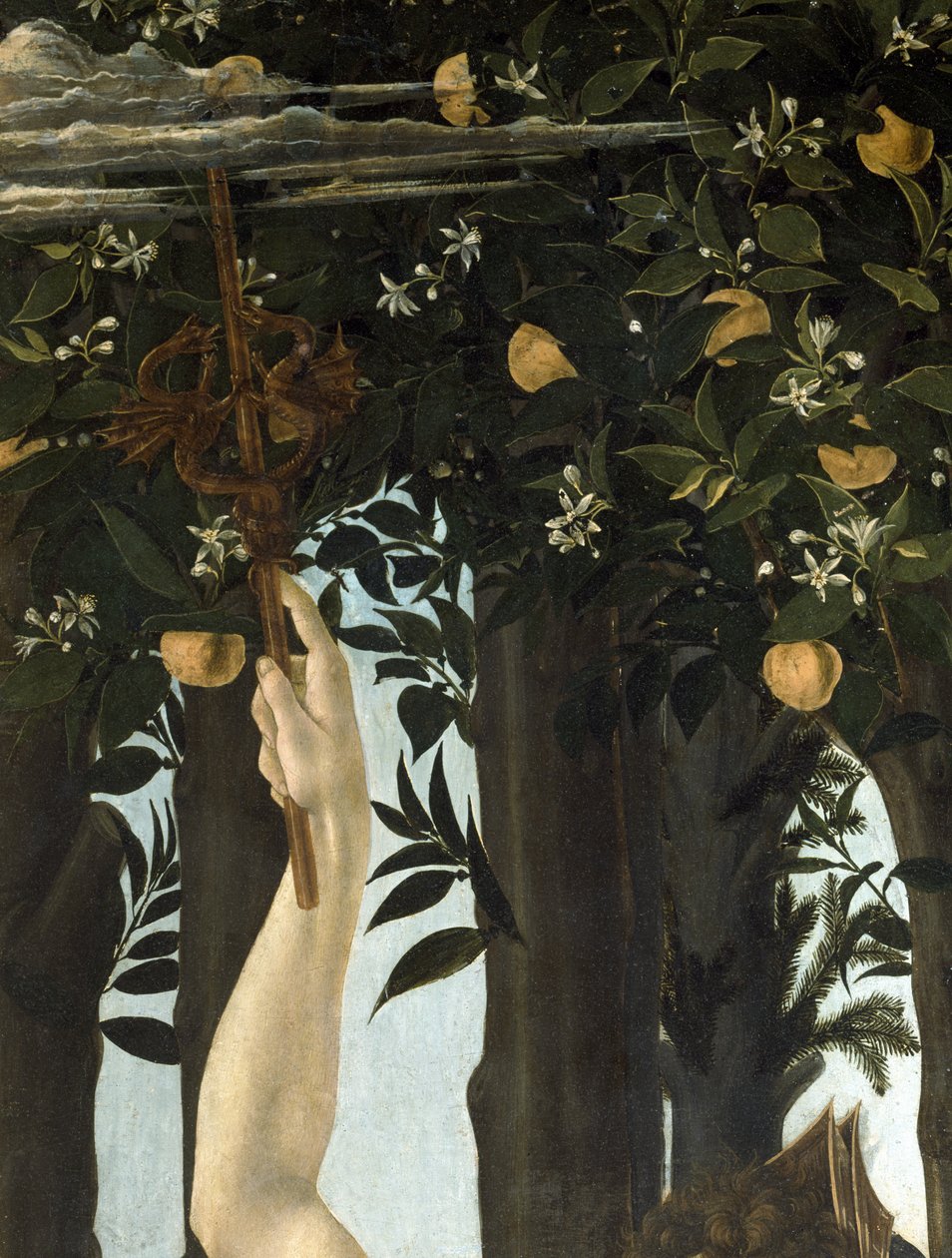 Primavera, ca 1478, tempera på panel detalj av 558 av Sandro Botticelli
