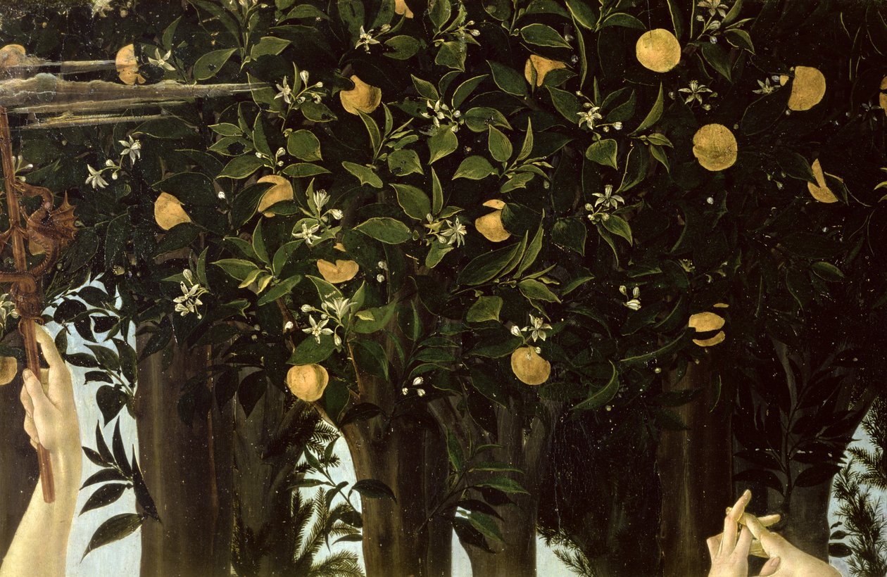 Primavera, detalj av apelsinträdet, c.1478 tempera på panel av Sandro Botticelli