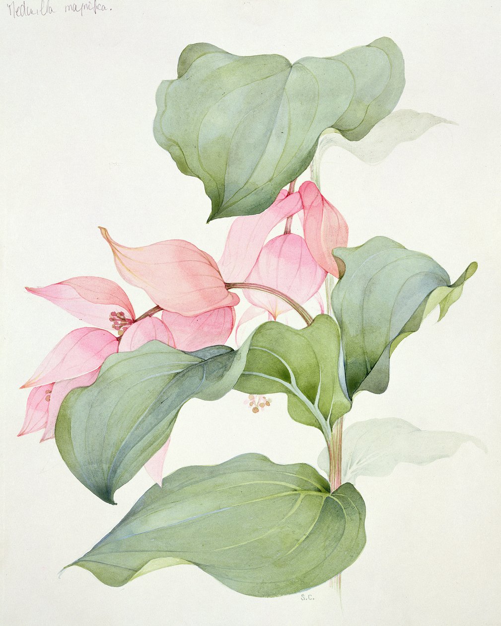 Magnifik Medinilla av Sarah Creswell