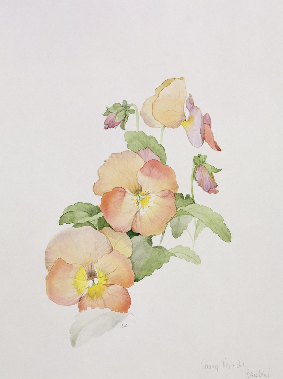 Penséhybrider Bambini av Sarah Creswell