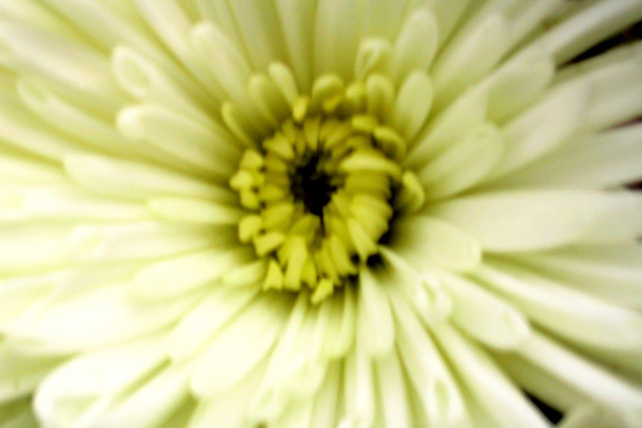 Birthday Flower  av Sarah OToole