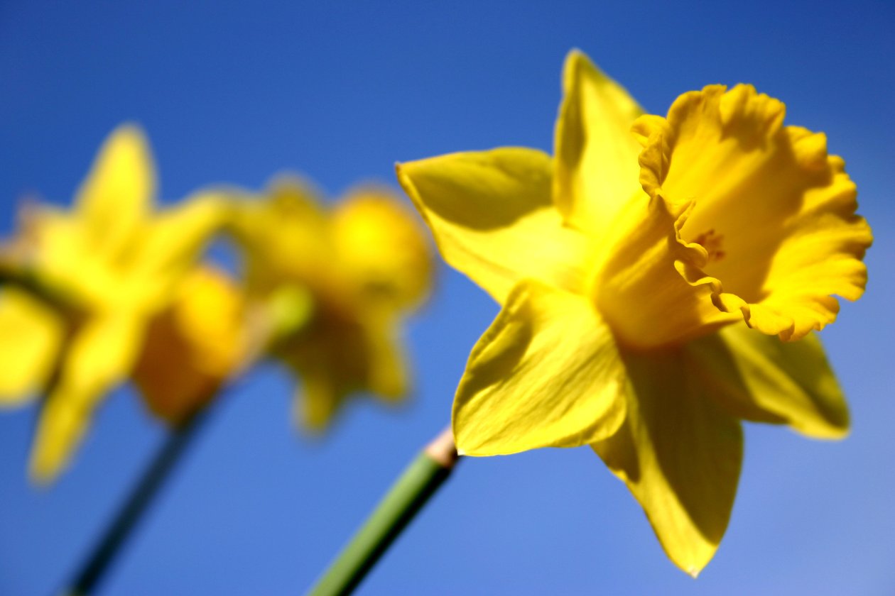 Daffodil Line  av Sarah OToole