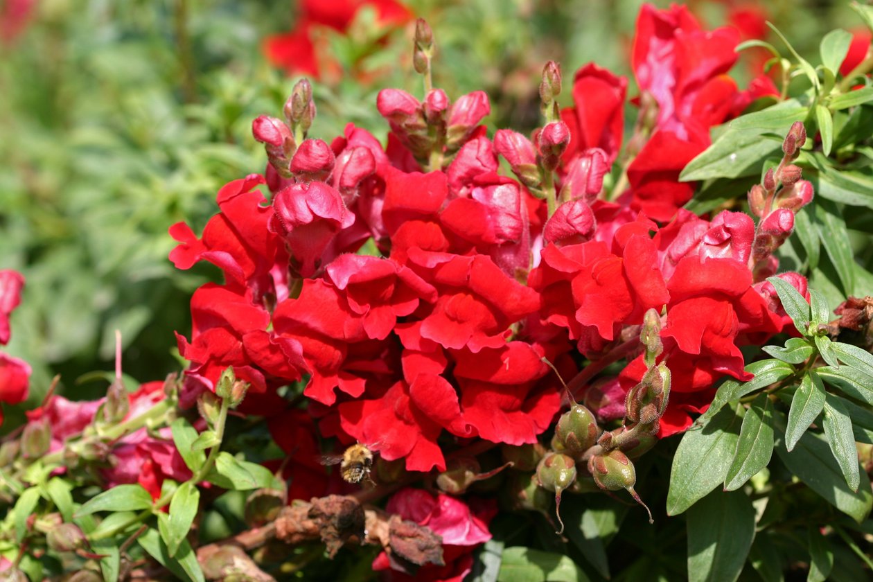 Garsington Antirrhinum, 2009 av Sarah OToole
