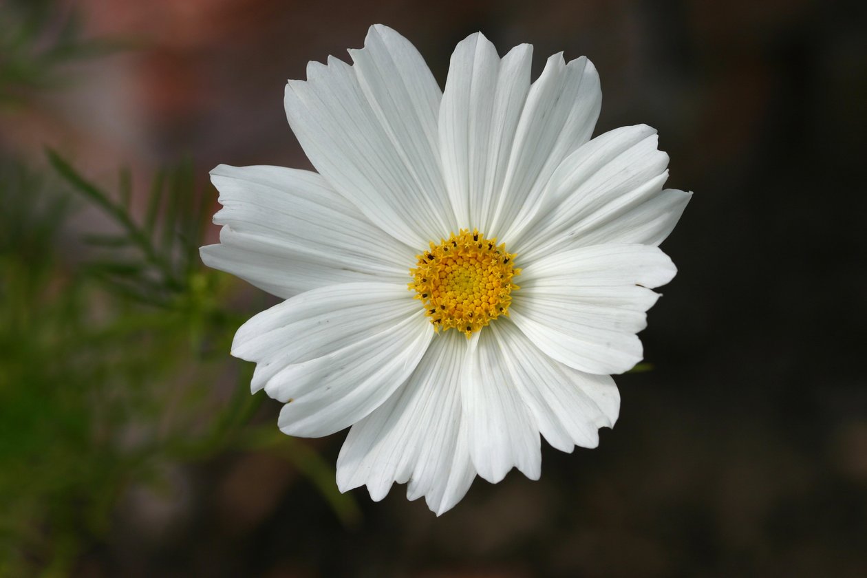 Garsington Cosmos, 2009 (foton) av Sarah OToole