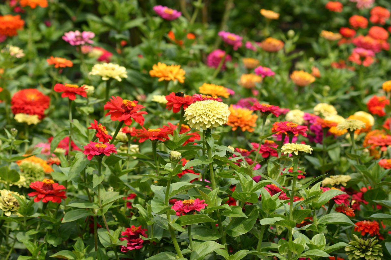 Garsington Dahlia och Cosmos, 2009 av Sarah OToole