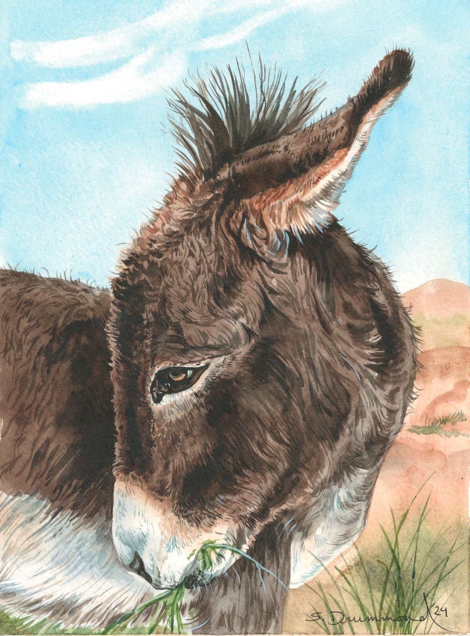 Bashful, 2024 (Akvarell på papper) av Sarah Drummond