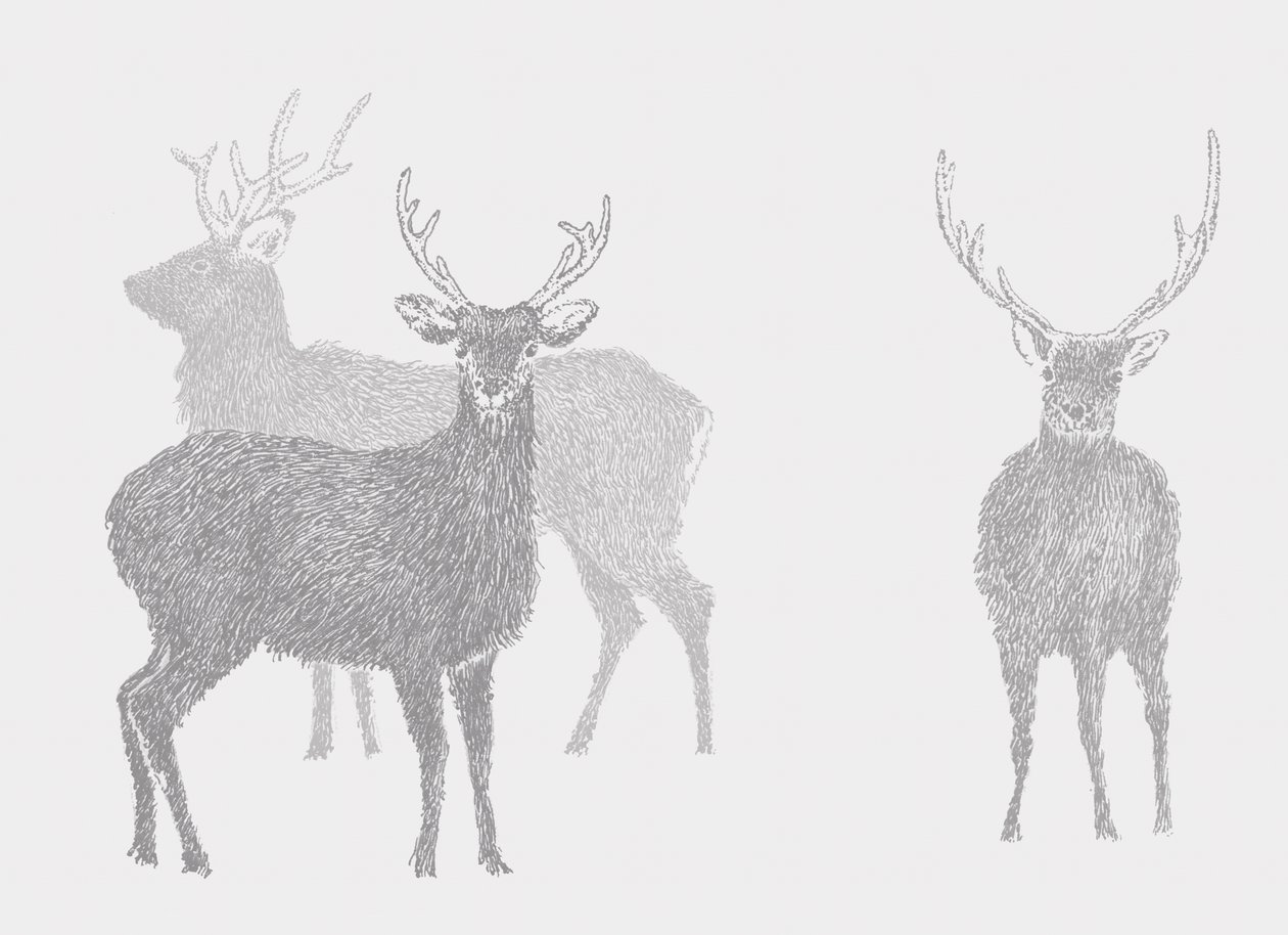 Sika Deer, 2017 av Sarah Hough