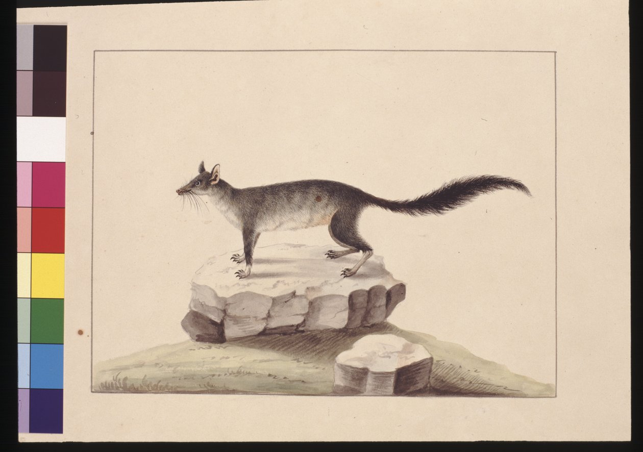 Sida 10. Taffelberget. Brush-tailed Phascogale, ca 1789-90 (akvarell) av Sarah Stone