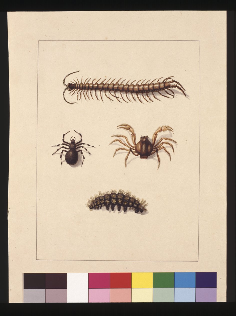 Sida 11. Insekter i New South Wales. Nu känd som vanlig tusenfoting, spindelsläktet Isopeda, soldatkrabba, larv, ca 1789-90 (akvarell) av Sarah Stone