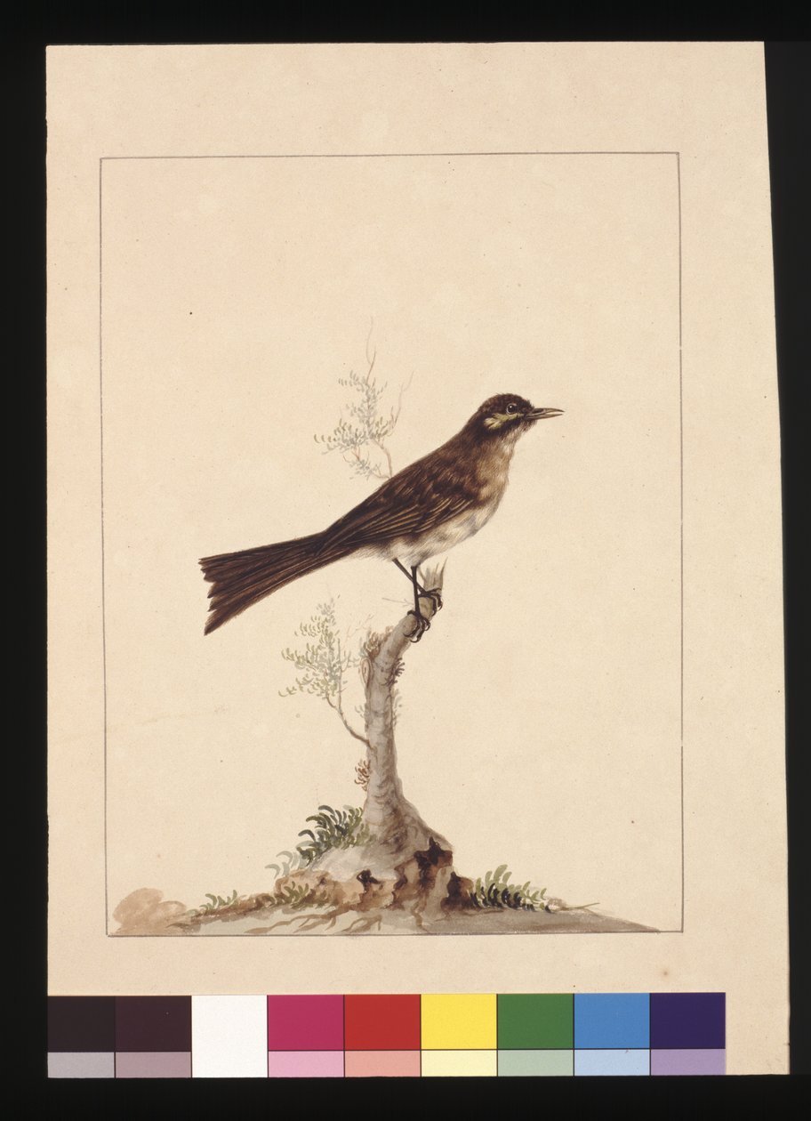 Sida 14. Gulörad flugsnappare. Nu känd som en honungsätare med gul ansikte, ca 1789-90 (akvarell) av Sarah Stone