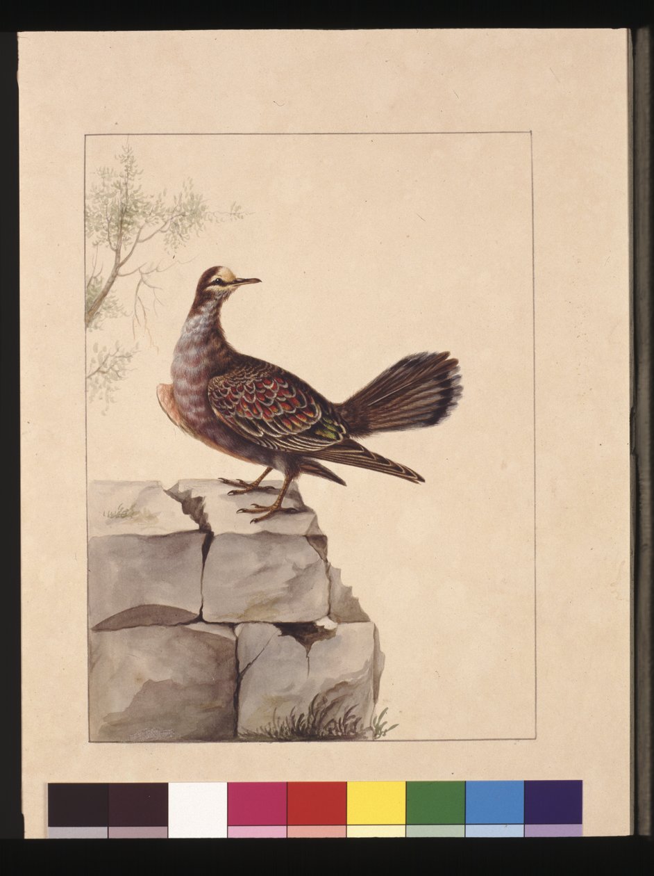Sida 15. Golden Winged Pidgeon. Nu känd som en skogsbronsduva, ca 1789-90 (akvarell) av Sarah Stone