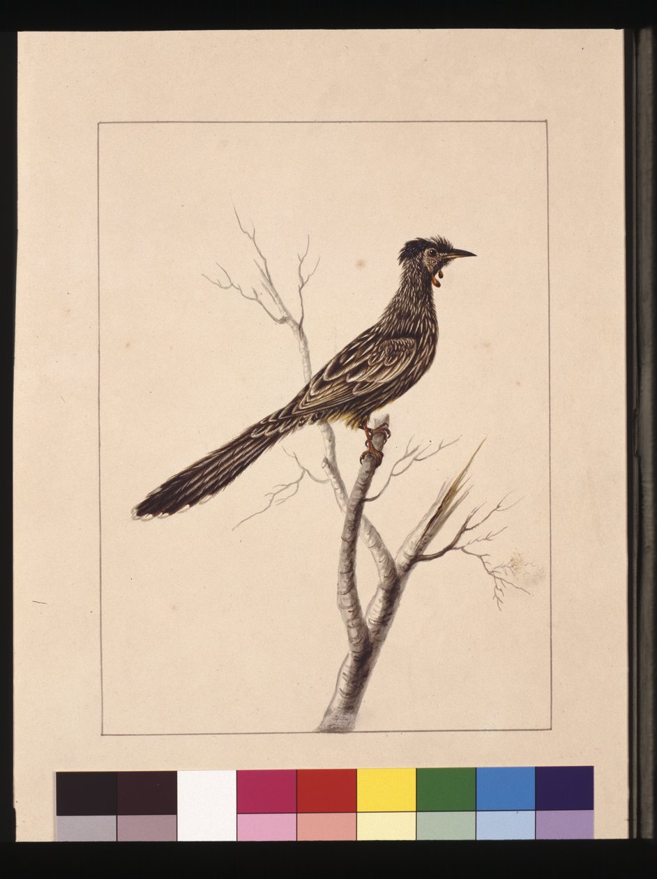 Sida 17. Wattled Bee Eater. Nu känd som en Red Wattle, fågel, ca 1789-90 (akvarell) av Sarah Stone