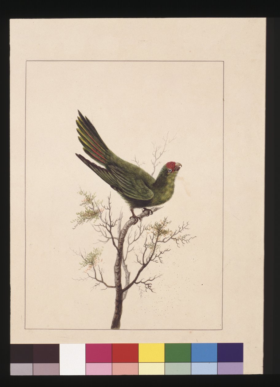 Sida 18. Liten Paraquet. Nu känd som en liten Lorikeet, ca 1789-90 (akvarell) av Sarah Stone