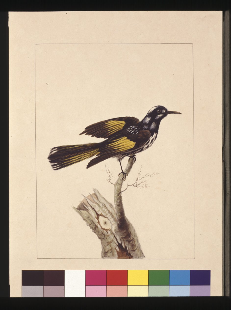 Sida 19. New Holland Creeper. Nu känd som en New Holland honungsätare, ca 1789-90 (akvarell) av Sarah Stone