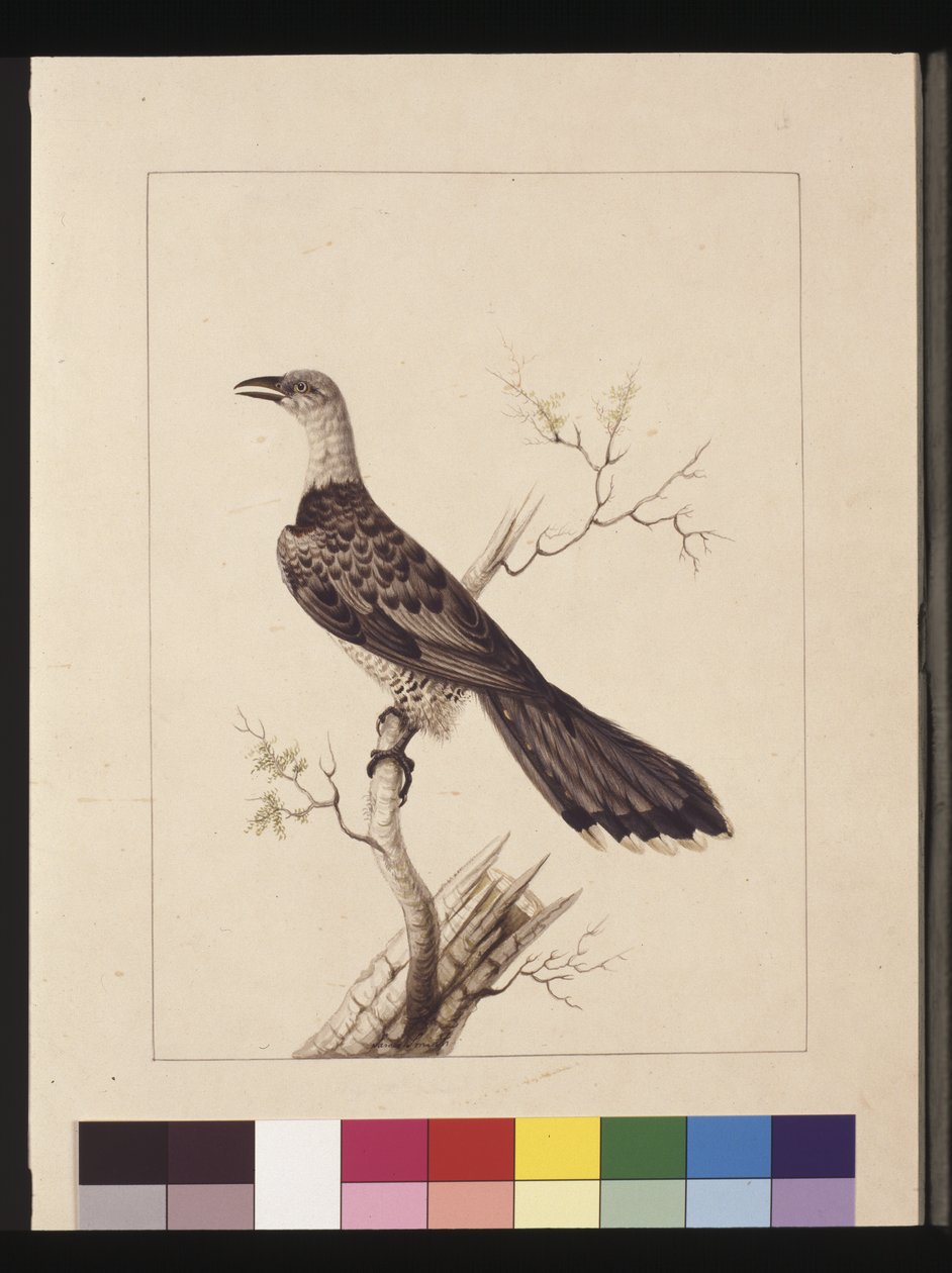Sida 1. Anomalous Hornbill: Signerad l.c. Sarah Smith. Nu känd som en kanalnäbbgök, ca 1789-90 (akvarell) av Sarah Stone