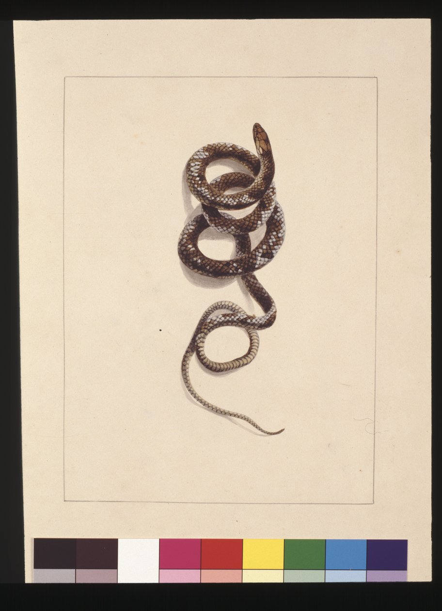 Sida 20. Orm nr.1. Nu känd som en brun orm, ca 1789-90 (akvarell) av Sarah Stone