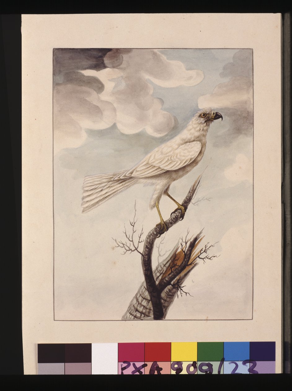 Sida 23. White Hawke. Nu känd som en grå gåhök, ca 1789-90 (akvarell) av Sarah Stone