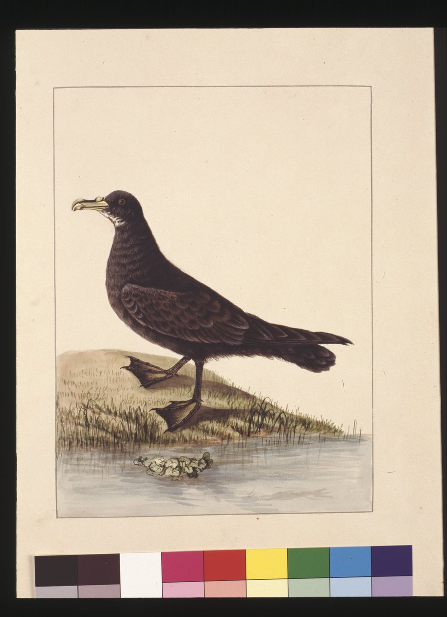 Sida 24. Fuliginous Peteril. Nu känd som en vitknäckt petrel, ca 1789-90 (akvarell) av Sarah Stone
