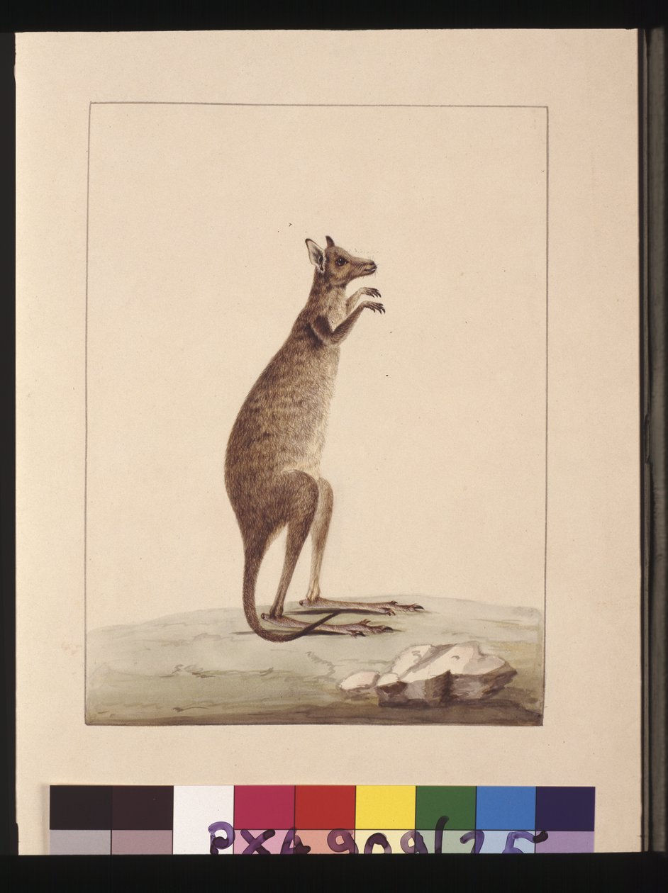 Sida 25. En känguru. Nu känd som en känguru. Verkar vara en Sarah Stone-kopia av en Charles Catton Junr. tallrik, ca 1789-90 (akvarell) av Sarah Stone