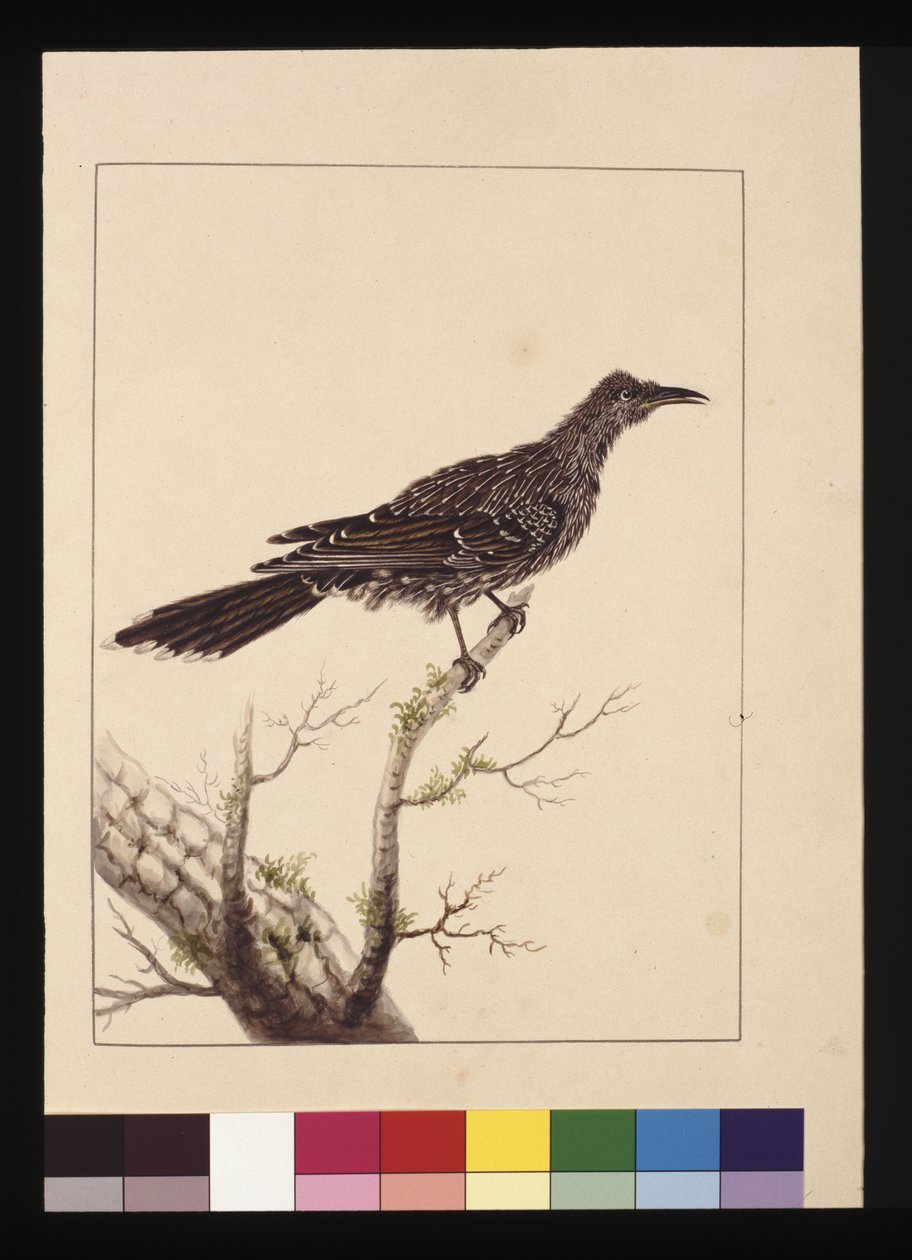 Sida 26. Wattled Bee Eater hona. Nu känd som en liten Wattle-fågel, ca 1789-90 (akvarell) av Sarah Stone