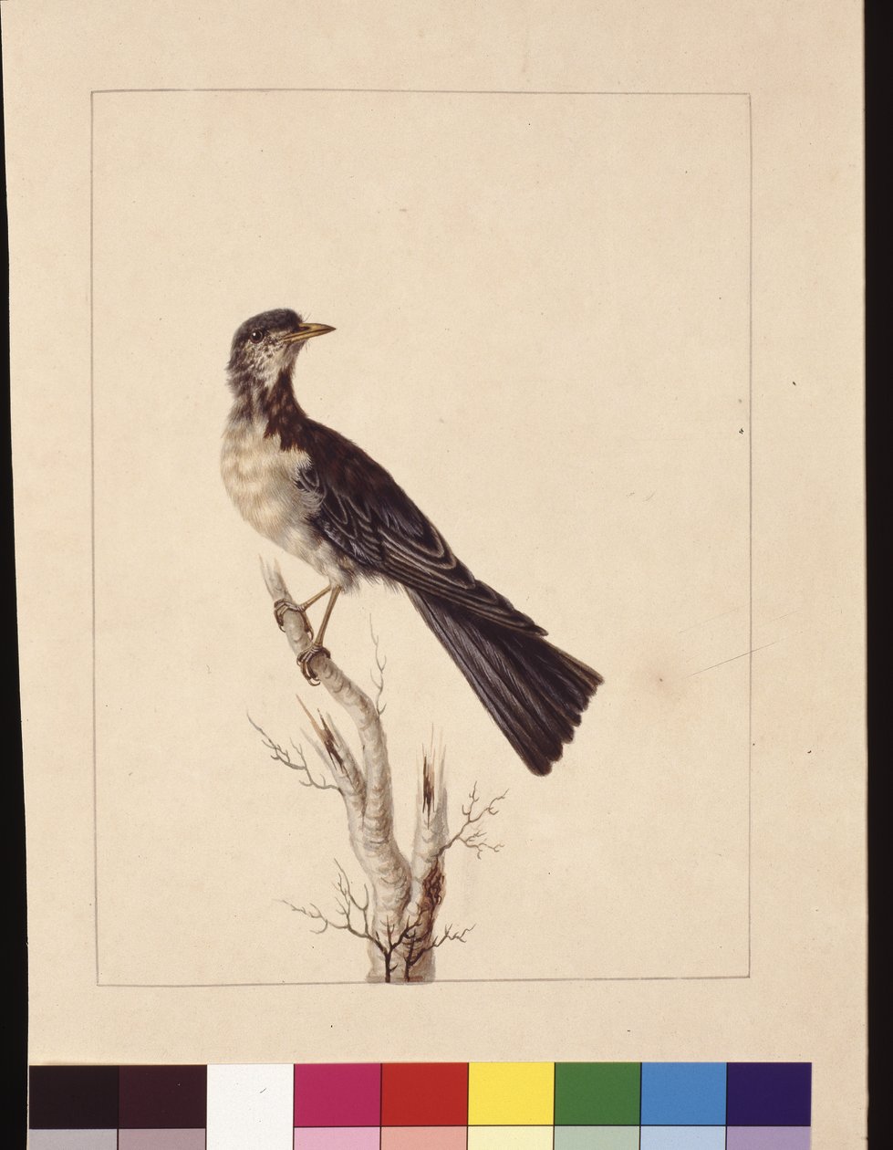 Sida 29. Port Jackson Thrush. Nu känd som en gråtrastfläckig vakteltrast?, ca 1789-90 (akvarell) av Sarah Stone