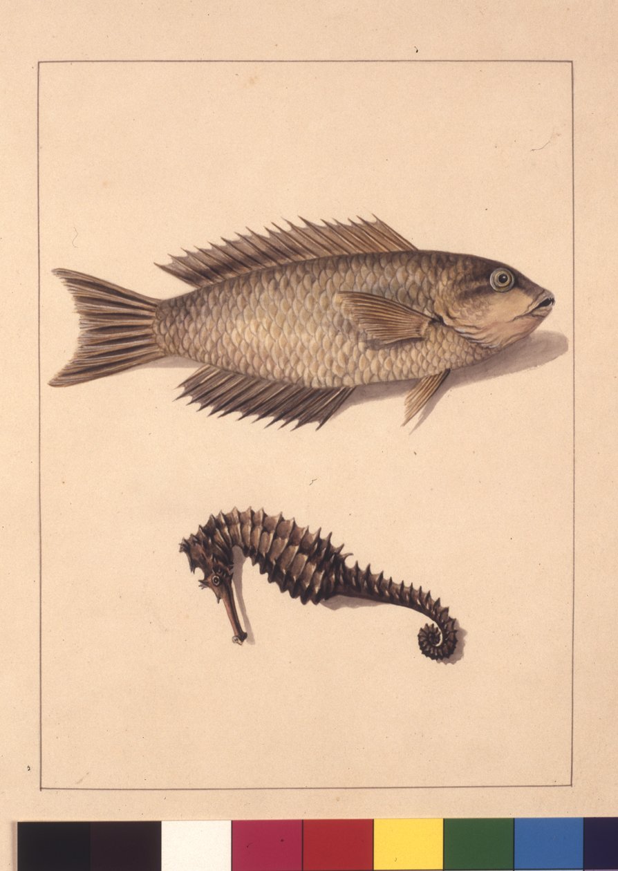 Sida 2. Cyprinaceous Labrus och Hippocampus. Nu känd som Wrasse eller Papegoja, fisk och sjöhäst, ca 1789-90 (akvarell) av Sarah Stone