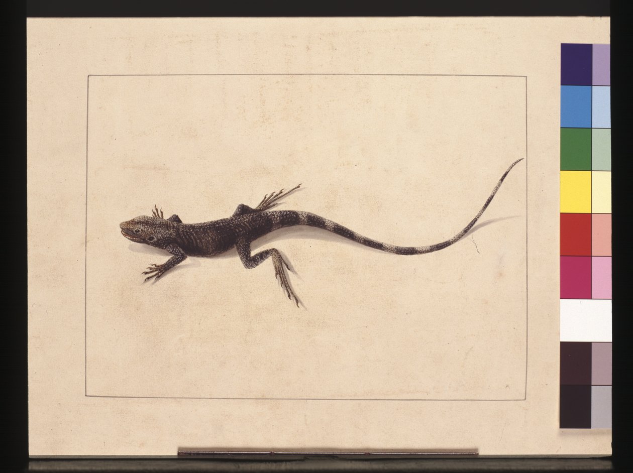 Sida 31. Muriced Lizard. Nu känd som en träddrake, ca 1789-90 (akvarell) av Sarah Stone