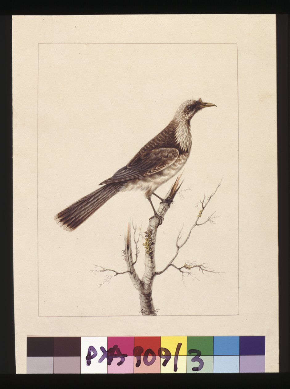 Sida 3. Knopp, Fronted Bee Eater: Signerad l.c. Sarah Smith. Nu känd som en friarfågel, ca 1789-90 (akvarell) av Sarah Stone