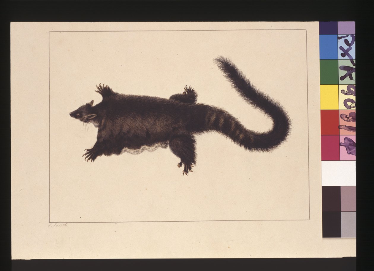 Sida 4. Hepoona Roo: Signerad l.l. yttre ramlinje S. Smith. Nu känd som en Greater glider possum, c.1789-90 (akvarell) av Sarah Stone