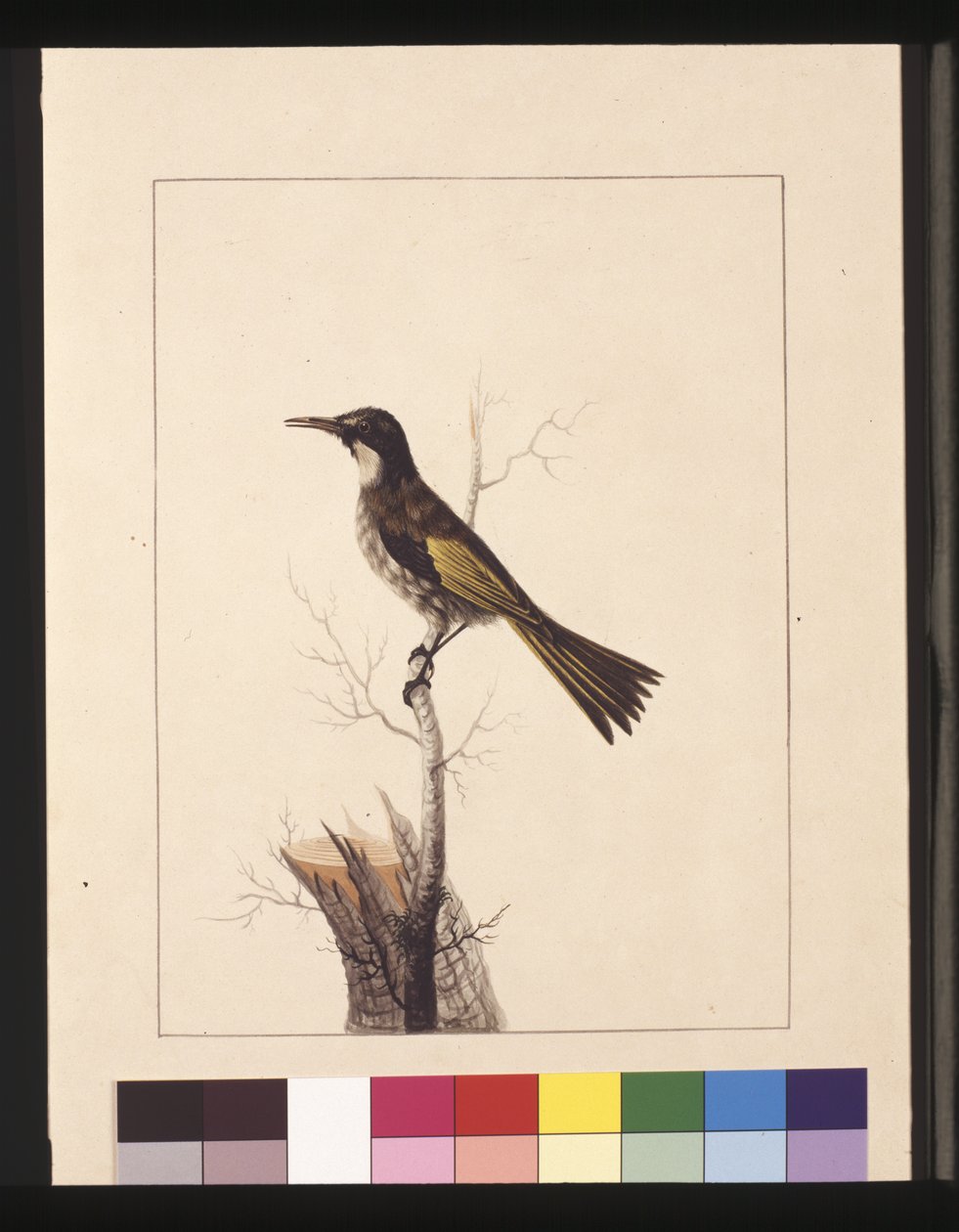 Sida 5. New Holland Creeper. Nu känd som en honungsätare med vit kinder, ca 1789-90 (akvarell) av Sarah Stone
