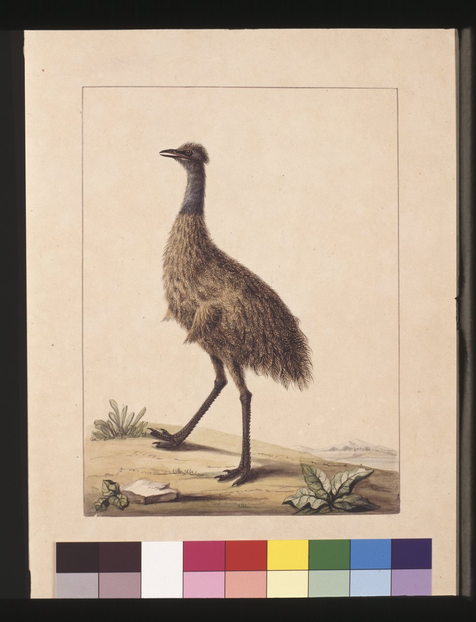 Sida 7. New Holland kasuar. Nu känd som en Emu, ca 1789-90 (akvarell) av Sarah Stone