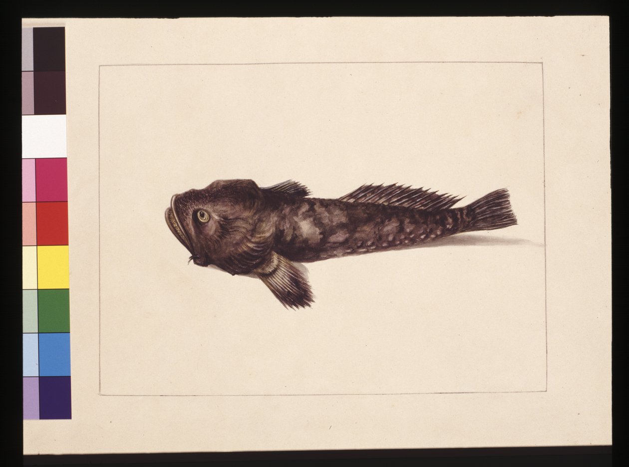Sida 8. Tveksam Lophius. Nu känd som en grodafisk, ca 1789-90 (akvarell) av Sarah Stone