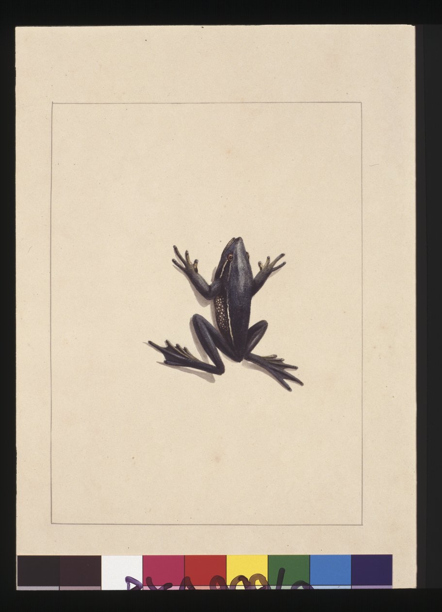 Sida 9. Blå grodan. Nu känd som en grön trädgroda, ca 1789-90 (akvarell) av Sarah Stone