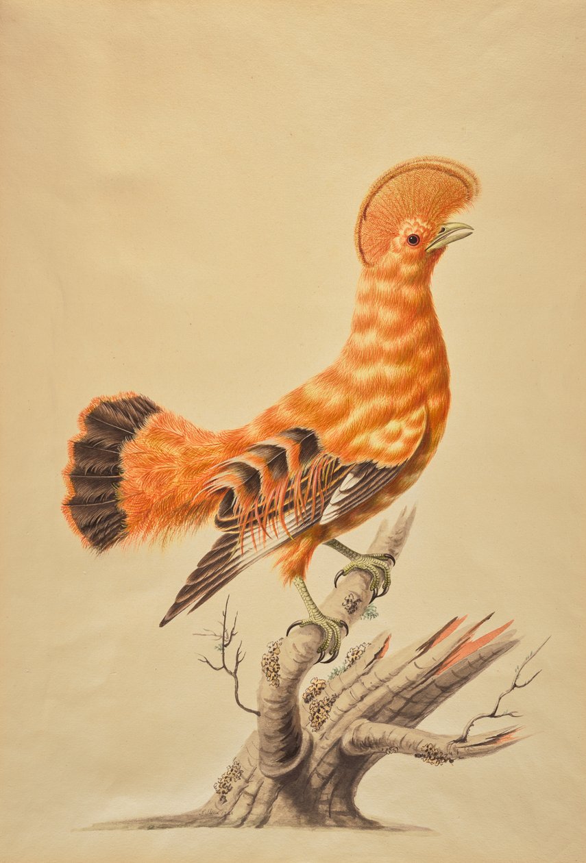 Rupicola Rupicola av Sarah Stone