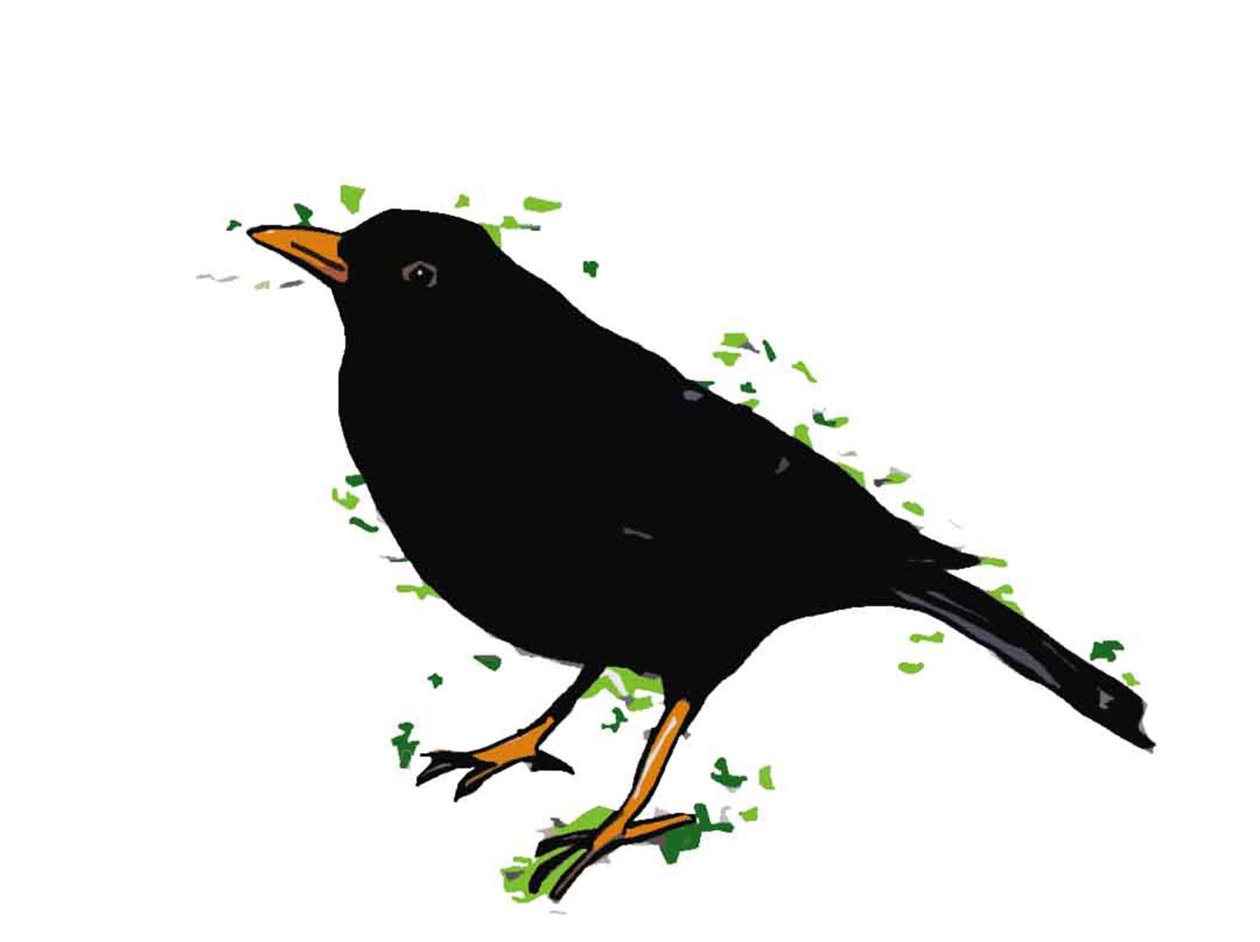 Blackbird, 2018, (digital teckning) av Sarah Thompson Engels