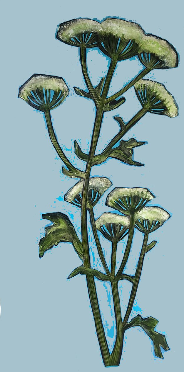 Hogweed 2020 (akryl ombord) av Sarah Thompson Engels