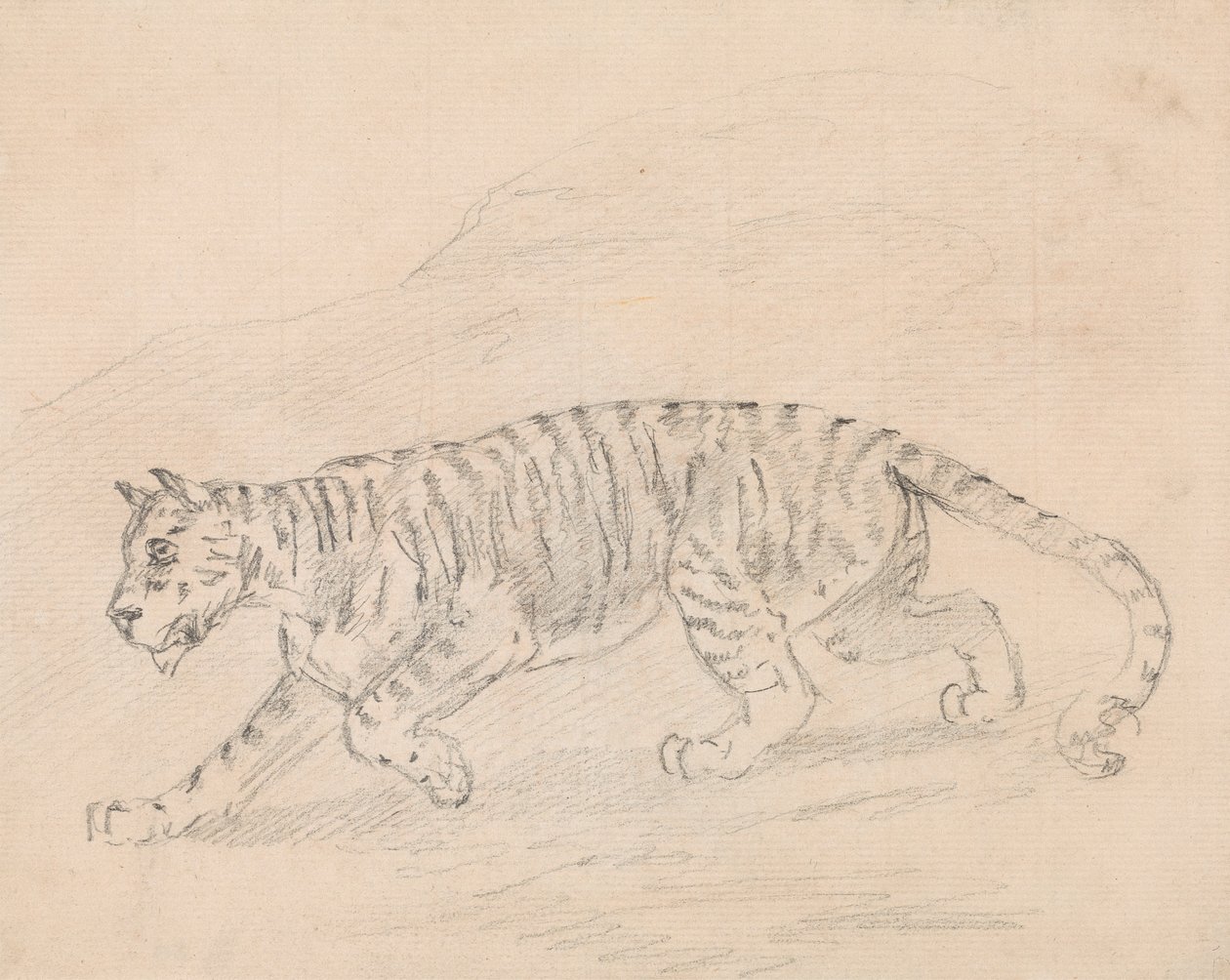 Tiger av Sawrey Gilpin