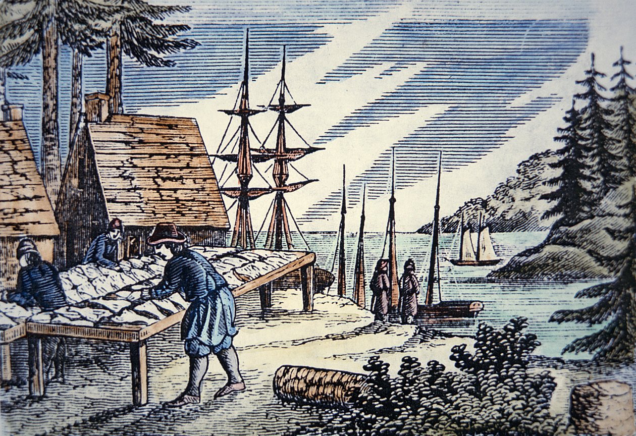 Fiskare som torkar torsk i New England, från ett träsnitt från 1600-talet (färg litho) av School American